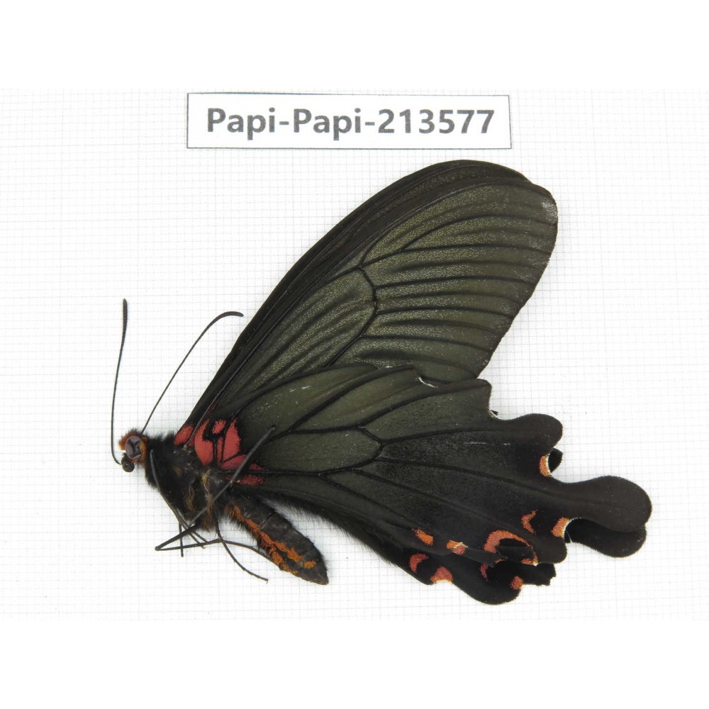 Papilio boots ssp. China, Sichuan, Ganzi, Mt.Gonggashan.1M. Papi-Papi-213577.