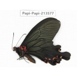 Papilio boots ssp. China, Sichuan, Ganzi, Mt.Gonggashan.1M. Papi-Papi-213577.