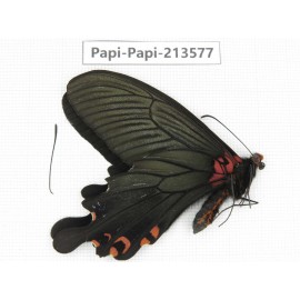 Papilio boots ssp. China, Sichuan, Ganzi, Mt.Gonggashan.1M. Papi-Papi-213577.