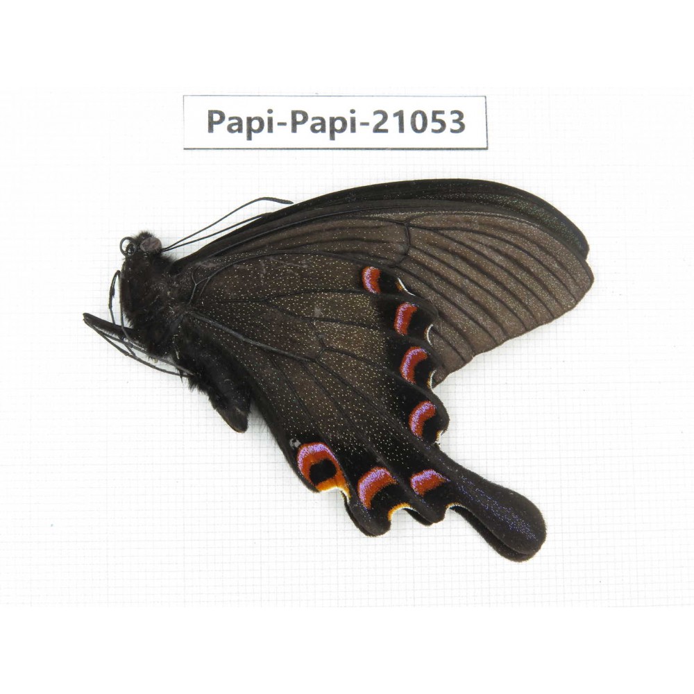 Papilio syfanius ssp. China, Sichuan, Ganzi, Mt.Gonggashan. 1M. Papi-Papi-21053.