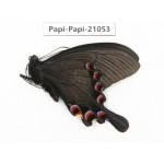 Papilio syfanius ssp. China, Sichuan, Ganzi, Mt.Gonggashan. 1M. Papi-Papi-21053.