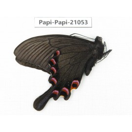 Papilio syfanius ssp. China, Sichuan, Ganzi, Mt.Gonggashan. 1M. Papi-Papi-21053.