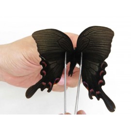 Papilio syfanius ssp. China, Sichuan, Ganzi, Mt.Gonggashan. 1M. Papi-Papi-21053.
