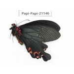 Papilio boots ssp. China, Sichuan, Ganzi, Mt.Gonggashan. 1M. Papi-Papi-21146.