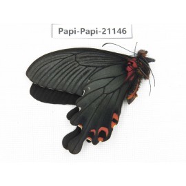 Papilio boots ssp. China, Sichuan, Ganzi, Mt.Gonggashan. 1M. Papi-Papi-21146.