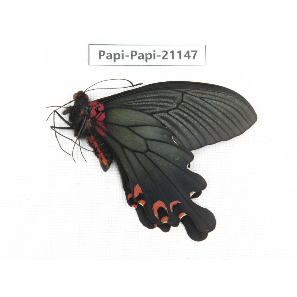 Papilio boots ssp. China, Sichuan, Ganzi, Mt.Gonggashan. 1M. Papi-Papi-21147.