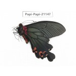Papilio boots ssp. China, Sichuan, Ganzi, Mt.Gonggashan. 1M. Papi-Papi-21147.