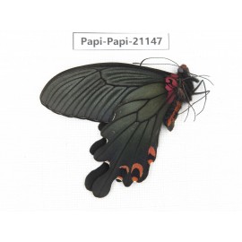 Papilio boots ssp. China, Sichuan, Ganzi, Mt.Gonggashan. 1M. Papi-Papi-21147.