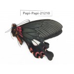 Papilio boots ssp. China, Sichuan, Ganzi, Mt.Gonggashan. 1M. Papi-Papi-21210.