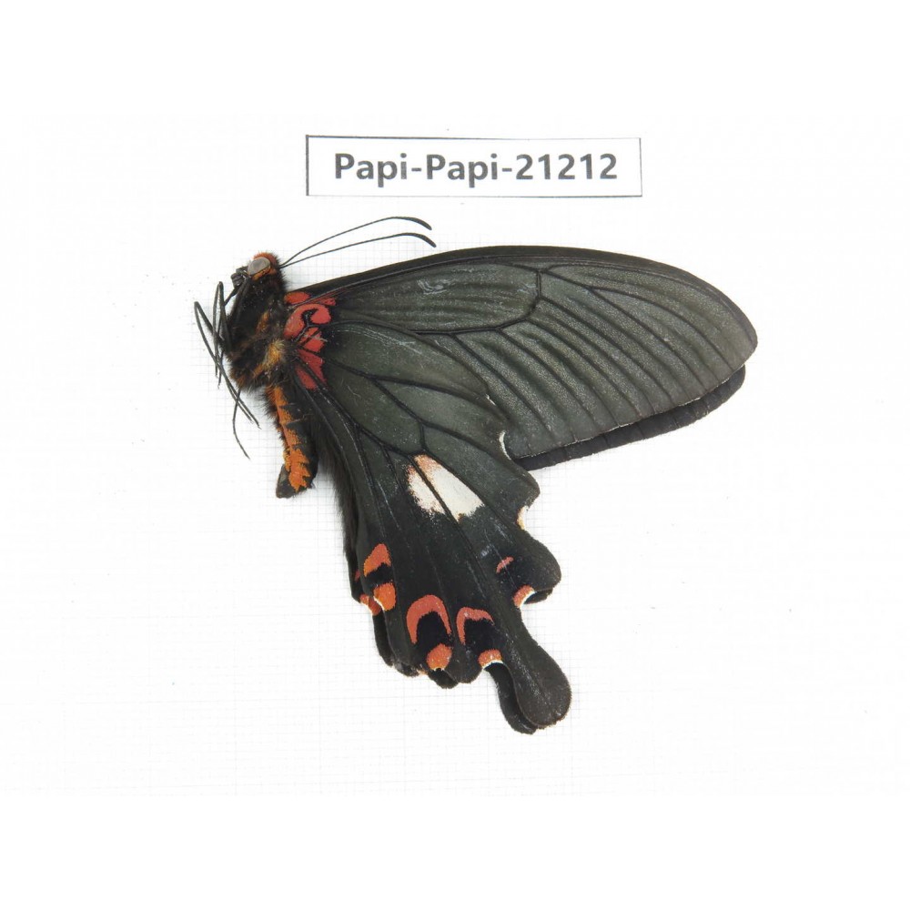 Papilio boots ssp. China, Sichuan, Ganzi, Mt.Gonggashan. 1M. Papi-Papi-21212.