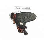 Papilio boots ssp. China, Sichuan, Ganzi, Mt.Gonggashan. 1M. Papi-Papi-21212.