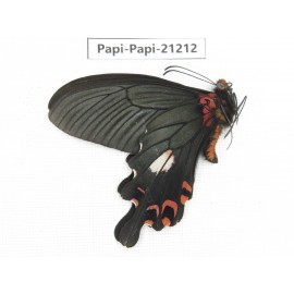Papilio boots ssp. China, Sichuan, Ganzi, Mt.Gonggashan. 1M. Papi-Papi-21212.