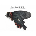 Papilio boots ssp. China, Sichuan, Ganzi, Mt.Gonggashan. 1M. Papi-Papi-21218.