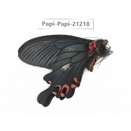 Papilio boots ssp. China, Sichuan, Ganzi, Mt.Gonggashan. 1M. Papi-Papi-21218.