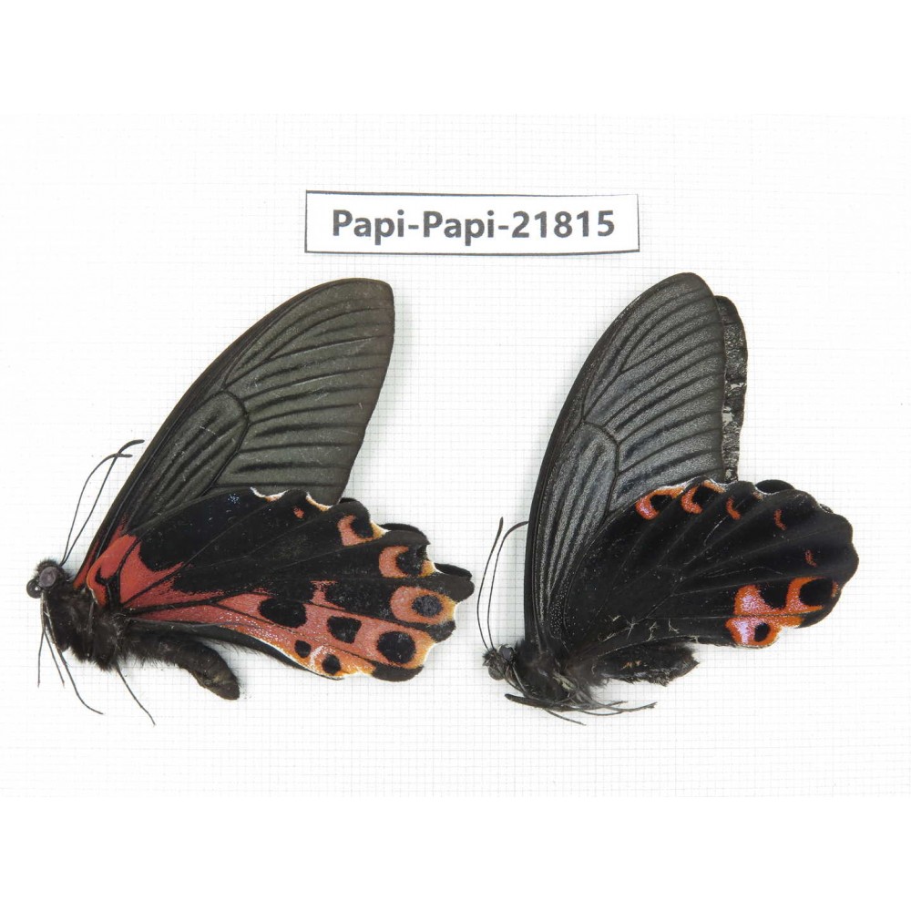 Papilio alemenor ssp. China, Sichuan, Ganzi, S Slop of Mt.Gonggashan. 2M. Papi-Papi-21815.
