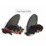 Papilio alemenor ssp. China, Sichuan, Ganzi, S Slop of Mt.Gonggashan. 2M. Papi-Papi-21815.