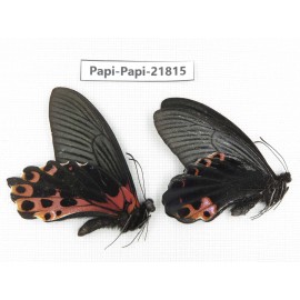 Papilio alemenor ssp. China, Sichuan, Ganzi, S Slop of Mt.Gonggashan. 2M. Papi-Papi-21815.
