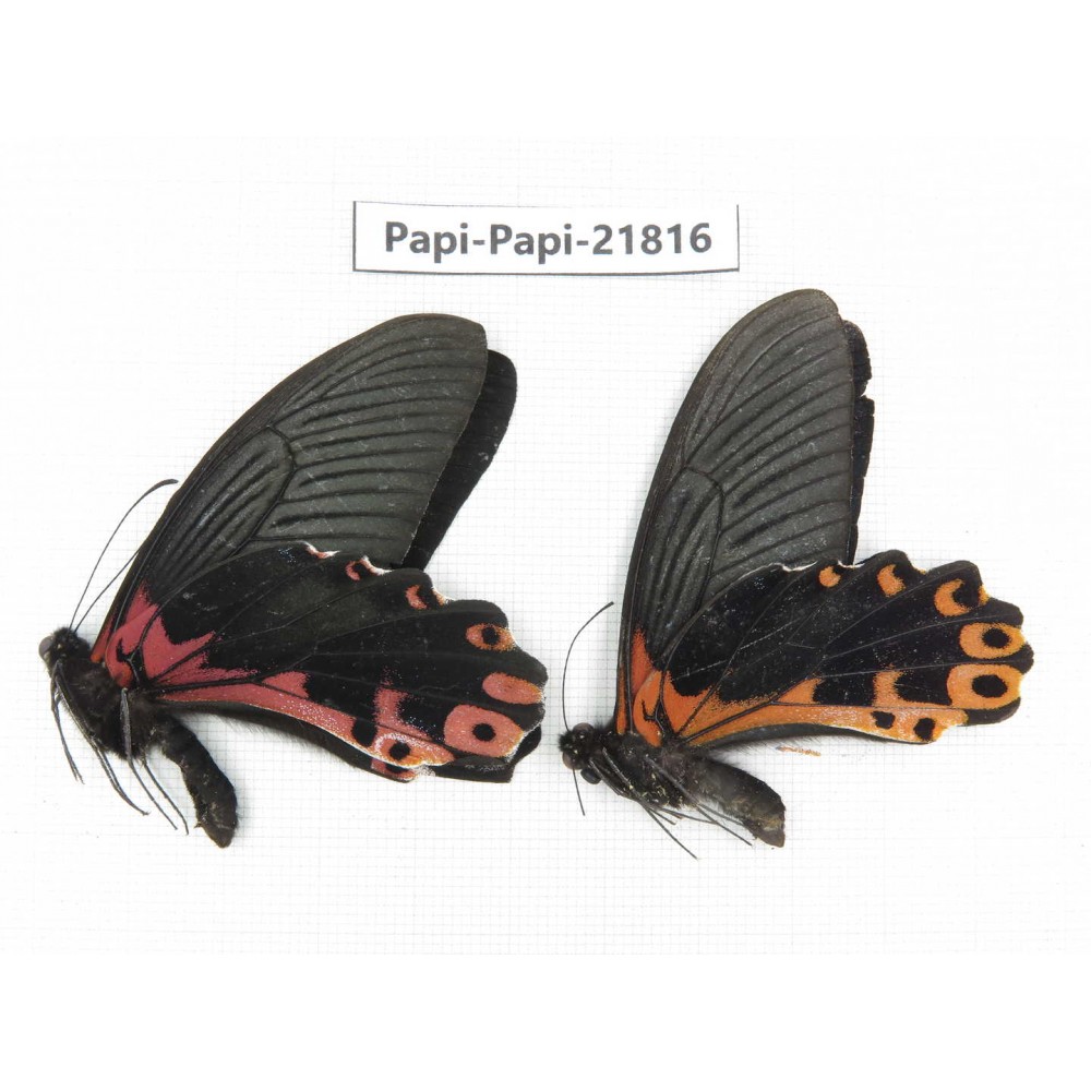 Papilio alemenor ssp. China, Sichuan, Ganzi, S Slop of Mt.Gonggashan. 2M. Papi-Papi-21816.