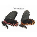 Papilio alemenor ssp. China, Sichuan, Ganzi, S Slop of Mt.Gonggashan. 2M. Papi-Papi-21816.