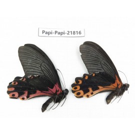 Papilio alemenor ssp. China, Sichuan, Ganzi, S Slop of Mt.Gonggashan. 2M. Papi-Papi-21816.
