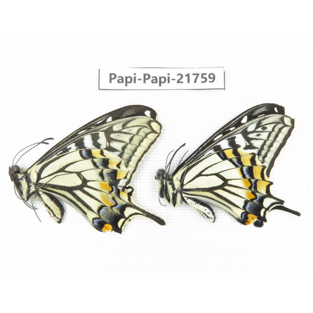 Papilio xuthus ssp. China, Sichuan, Ganzi, S Slop of Mt.Gonggashan. 2M. Papi-Papi-21759.