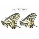 Papilio xuthus ssp. China, Sichuan, Ganzi, S Slop of Mt.Gonggashan. 2M. Papi-Papi-21759.