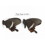 Papilio polytes ssp. China, Sichuan, Ganzi, S Slop of Mt.Gonggashan. 2M. Papi-Papi-21783.