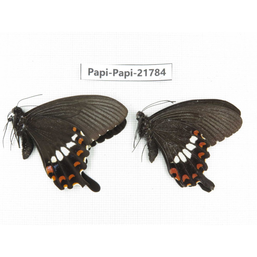 Papilio polytes ssp. China, Sichuan, Ganzi, S Slop of Mt.Gonggashan. 2M. Papi-Papi-21784.