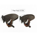 Papilio polytes ssp. China, Sichuan, Ganzi, S Slop of Mt.Gonggashan. 2M. Papi-Papi-21784.
