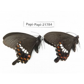 Papilio polytes ssp. China, Sichuan, Ganzi, S Slop of Mt.Gonggashan. 2M. Papi-Papi-21784.
