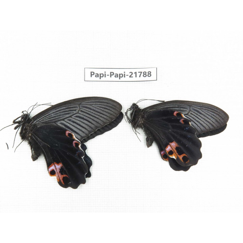 Papilio protenor ssp. China, Sichuan, Ganzi, S Slop of Mt.Gonggashan. 2M. Papi-Papi-21788.