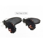 Papilio protenor ssp. China, Sichuan, Ganzi, S Slop of Mt.Gonggashan. 2M. Papi-Papi-21788.