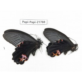 Papilio protenor ssp. China, Sichuan, Ganzi, S Slop of Mt.Gonggashan. 2M. Papi-Papi-21788.