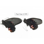 Papilio protenor ssp. China, Sichuan, Ganzi, S Slop of Mt.Gonggashan. 2M. Papi-Papi-21789.