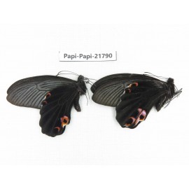 Papilio protenor ssp. China, Sichuan, Ganzi, S Slop of Mt.Gonggashan. 2M. Papi-Papi-21790.