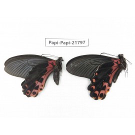 Papilio alcmenor ssp. China, Sichuan, Ganzi, S Slop of Mt.Gonggashan. 2M. Papi-Papi-21797.