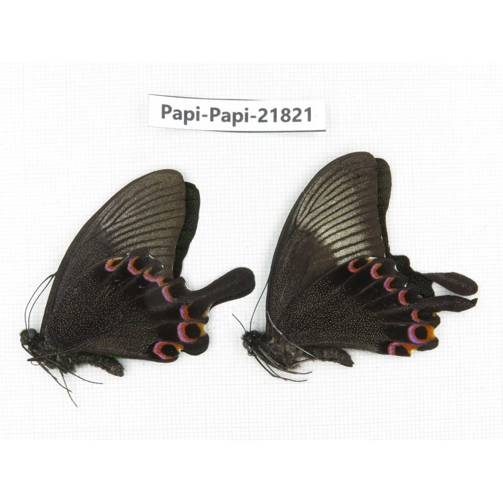 Papilio paris ssp. China, Sichuan, Ganzi, S Slop of Mt.Gonggashan. 2M. Papi-Papi-21821.