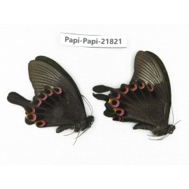 Papilio paris ssp. China, Sichuan, Ganzi, S Slop of Mt.Gonggashan. 2M. Papi-Papi-21821.