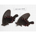 Papilio bianor ssp. China, Sichuan, Kangding. 2M. Papi-Papi-18240.