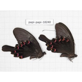 Papilio bianor ssp. China, Sichuan, Kangding. 2M. Papi-Papi-18240.