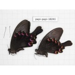 Papilio bianor ssp. China, Sichuan, Kangding. 2M. Papi-Papi-18241.