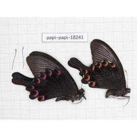 Papilio bianor ssp. China, Sichuan, Kangding. 2M. Papi-Papi-18241.