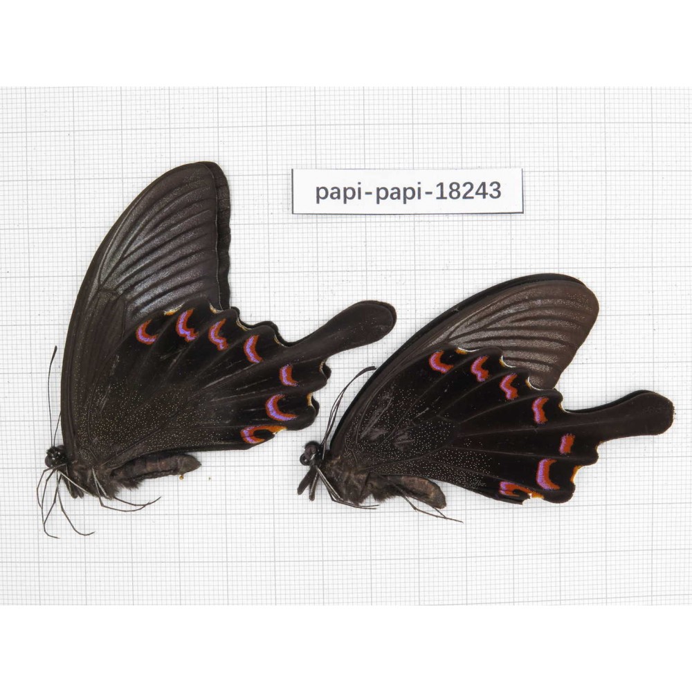 Papilio bianor ssp. China, Sichuan, Kangding. 2M. Papi-Papi-18243.