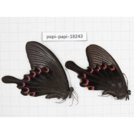 Papilio bianor ssp. China, Sichuan, Kangding. 2M. Papi-Papi-18243.
