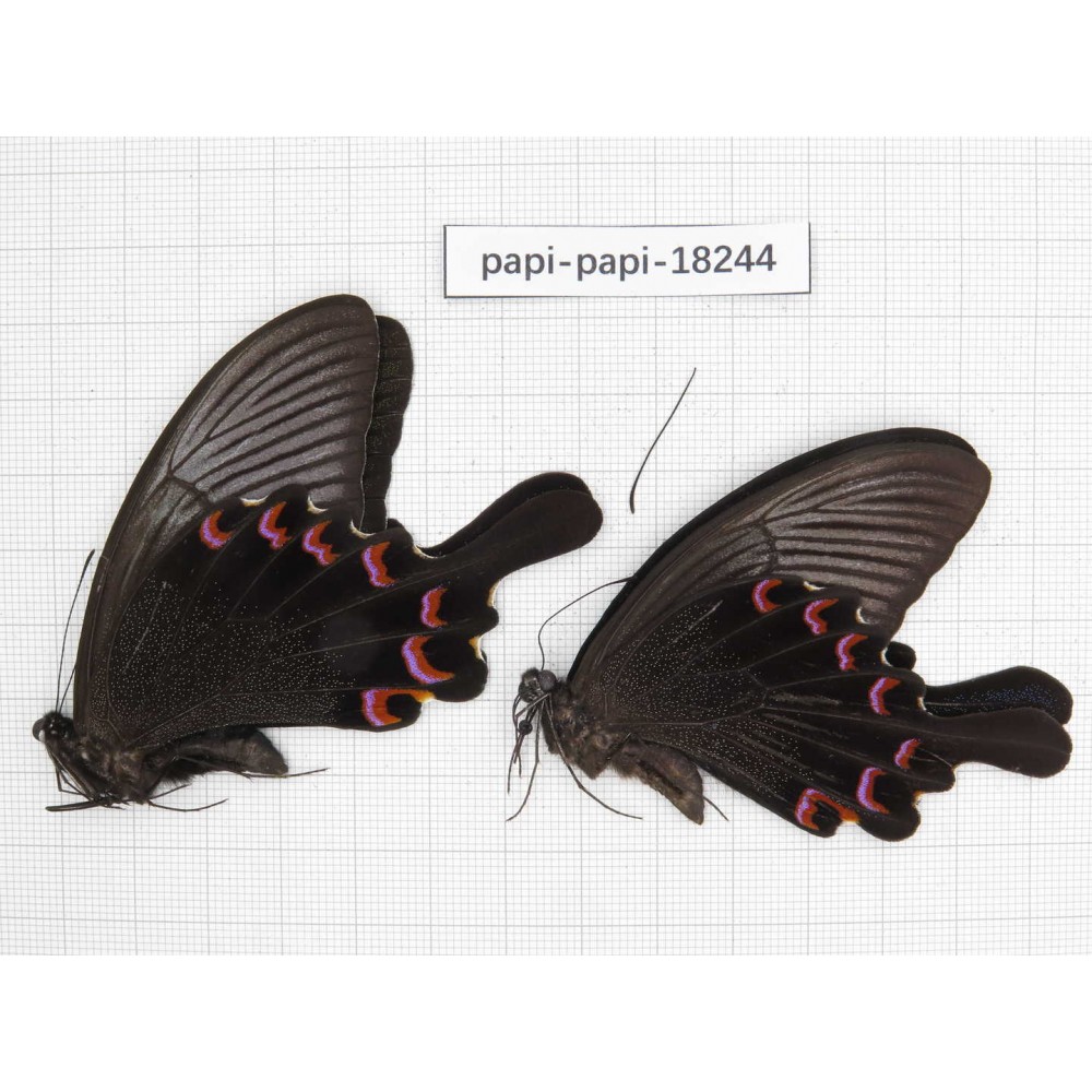 Papilio bianor ssp. China, Sichuan, Kangding. 2M. Papi-Papi-18244.