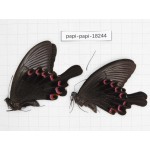 Papilio bianor ssp. China, Sichuan, Kangding. 2M. Papi-Papi-18244.