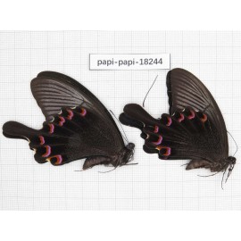 Papilio bianor ssp. China, Sichuan, Kangding. 2M. Papi-Papi-18244.