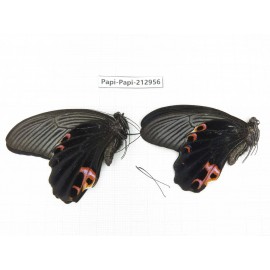 Papilio protenor ssp. China, Sichuan, Liangshan, Dechang county.2M. Papi-Papi-212956.