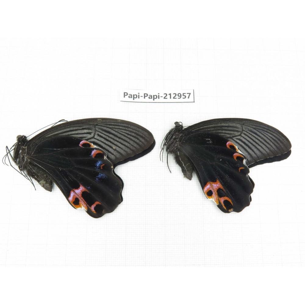 Papilio protenor ssp. China, Sichuan, Liangshan, Dechang county.2M. Papi-Papi-212957.