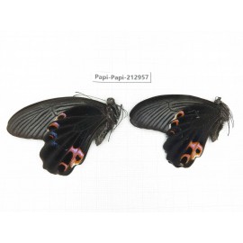 Papilio protenor ssp. China, Sichuan, Liangshan, Dechang county.2M. Papi-Papi-212957.